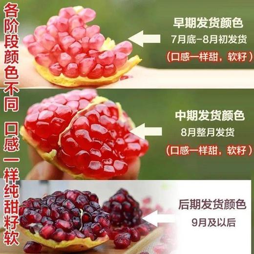 （坏果包赔）现摘四川大凉山会理突尼斯软籽石榴皮薄爆汁石榴 商品图1
