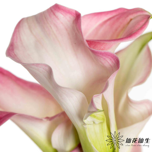 丽江马蹄莲 ｜ 变异粉【轻微压伤不售后，介意慎拍】 商品图4