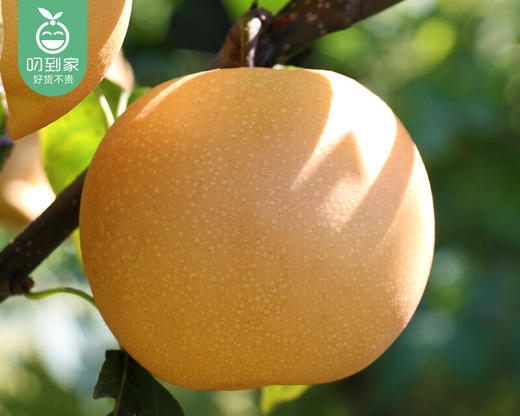 【预售-12月22日配送】山东莱阳秋月梨礼盒/1箱（6-8个，共3.5kg±100g） 商品图3