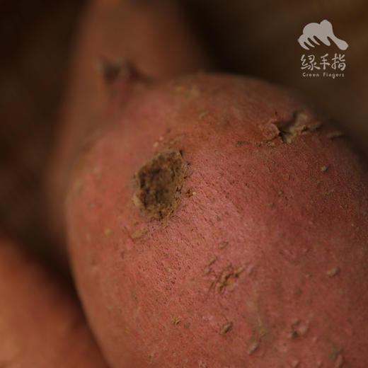 生态蜜薯（龙薯9号） | 合作生产* Ecological babe pumpkin | Coproduction 商品图7