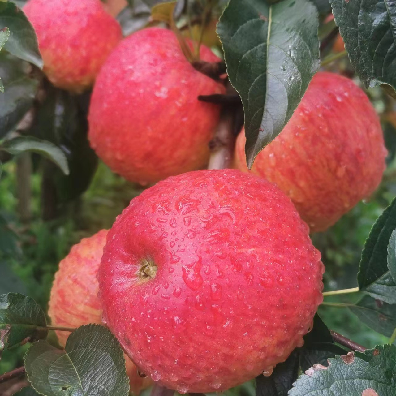 丨生态｜丑苹果 纯甜无酸，脆口 来自云南昭通海拔2100米大山