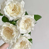 美雪公主玫瑰10支 商品缩略图3