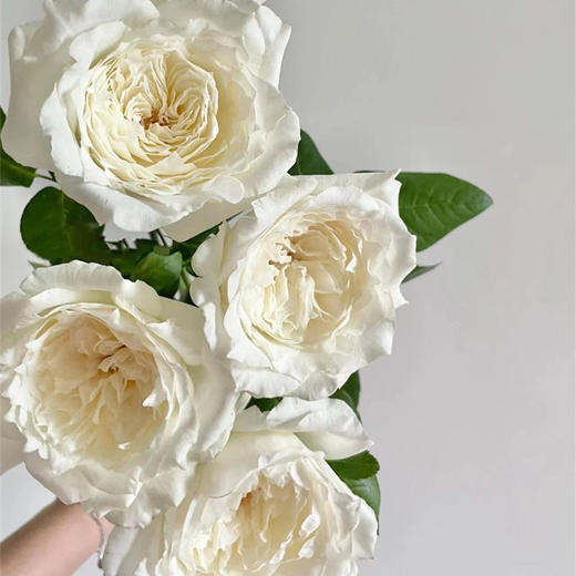 美雪公主玫瑰10支 商品图3