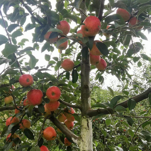 丨生态｜丑苹果 纯甜无酸，脆口 来自云南昭通海拔2100米大山 商品图3