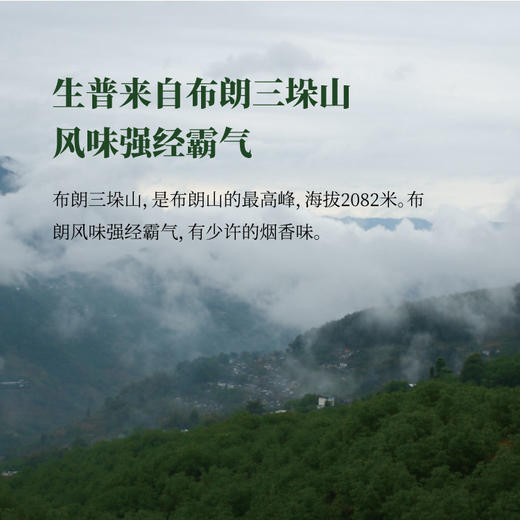 「云南普洱」布朗/易武风味  野生大理种  古树茶 商品图1