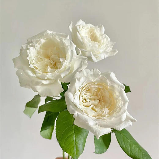 美雪公主玫瑰10支 商品图1