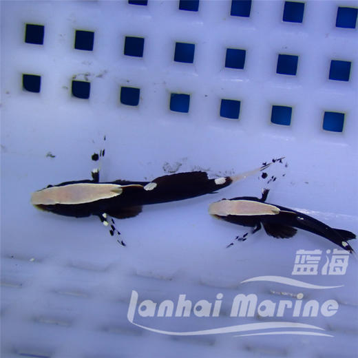 白帽虾虎 商品图5