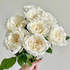 美雪公主玫瑰10支 商品缩略图0