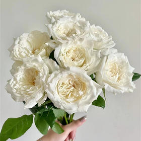 美雪公主玫瑰10支