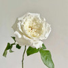 美雪公主玫瑰10支 商品缩略图4