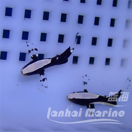 白帽虾虎 商品图9