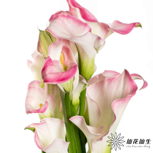 丽江马蹄莲 ｜ 变异粉【轻微压伤不售后，介意慎拍】 商品图5