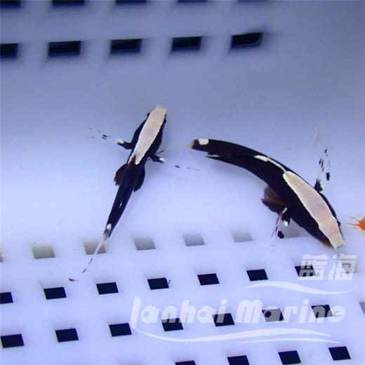 白帽虾虎 商品图1