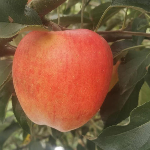 丨生态｜丑苹果 纯甜无酸，脆口 来自云南昭通海拔2100米大山 商品图14