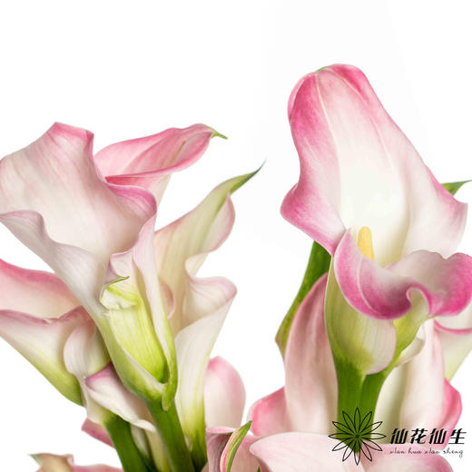 丽江马蹄莲 ｜ 变异粉【轻微压伤不售后，介意慎拍】 商品图3