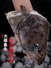 【顺丰包邮】鲽鱼头 超大新鲜冷冻深海鱼3斤 商品缩略图1