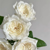 美雪公主玫瑰10支 商品缩略图2