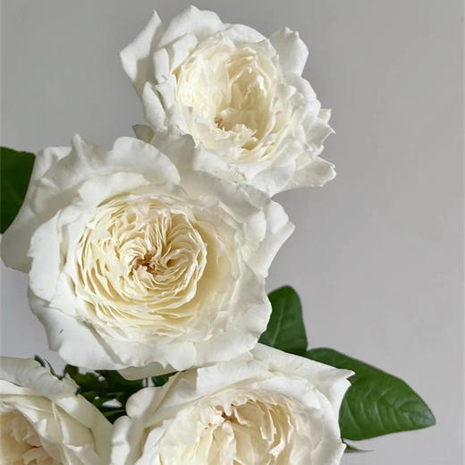 美雪公主玫瑰10支 商品图2