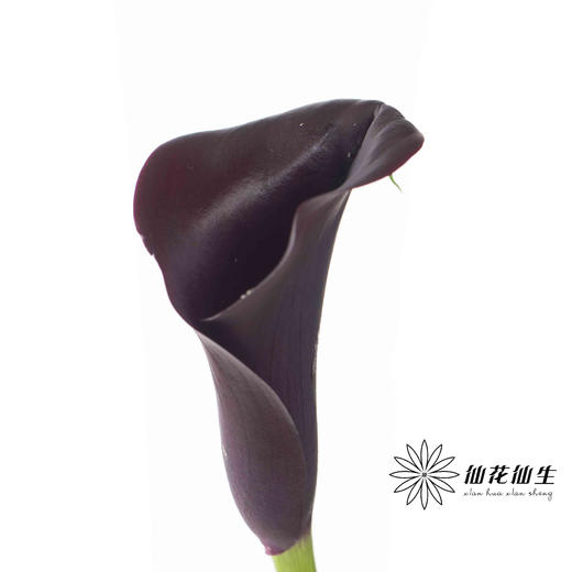 丽江马蹄莲 ｜ 变异紫黑 商品图2
