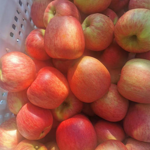 丨生态｜丑苹果 纯甜无酸，脆口 来自云南昭通海拔2100米大山 商品图5