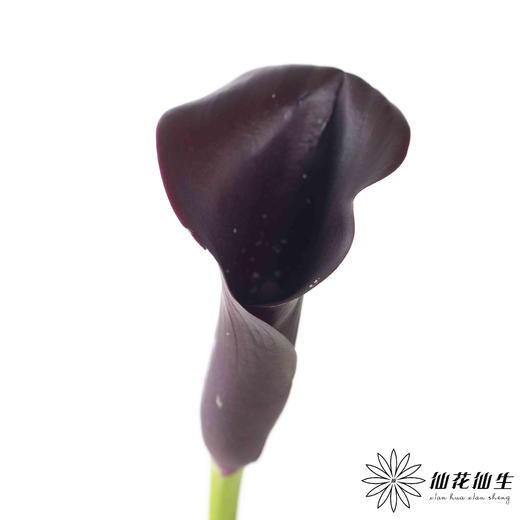 丽江马蹄莲 ｜ 变异紫黑 商品图1