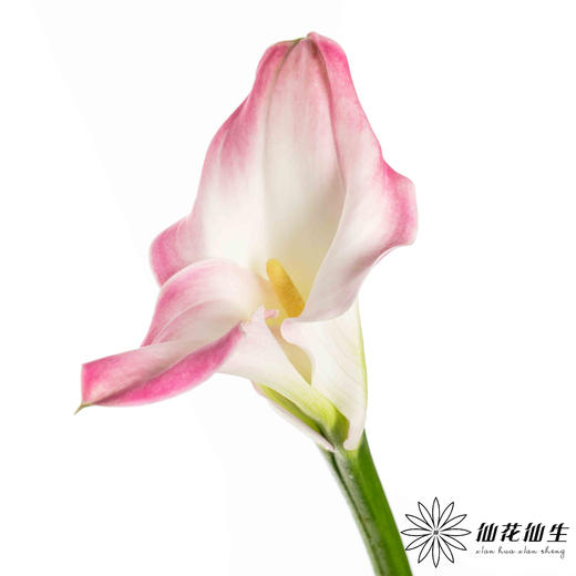 丽江马蹄莲 ｜ 变异粉【轻微压伤不售后，介意慎拍】 商品图1