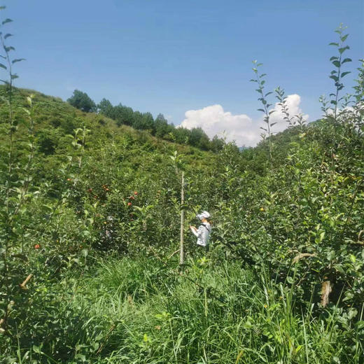 丨生态｜丑苹果 纯甜无酸，脆口 来自云南昭通海拔2100米大山 商品图10
