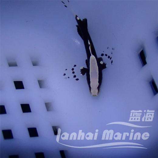 白帽虾虎 商品图2