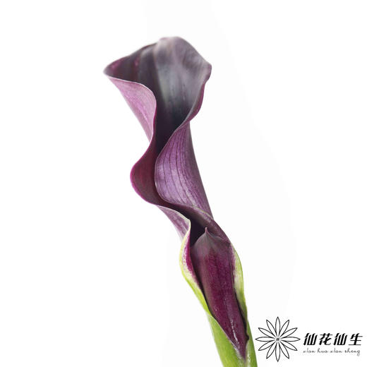 丽江马蹄莲 ｜ 变异紫黑 商品图3