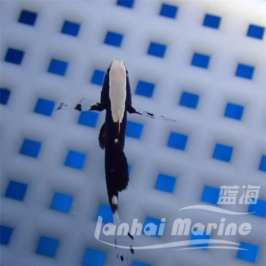 白帽虾虎 商品图6