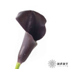 丽江马蹄莲 ｜ 变异紫黑 商品缩略图0