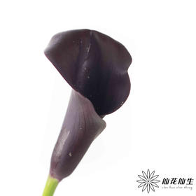 丽江马蹄莲 ｜ 变异紫黑