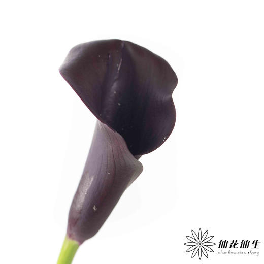 丽江马蹄莲 ｜ 变异紫黑 商品图0