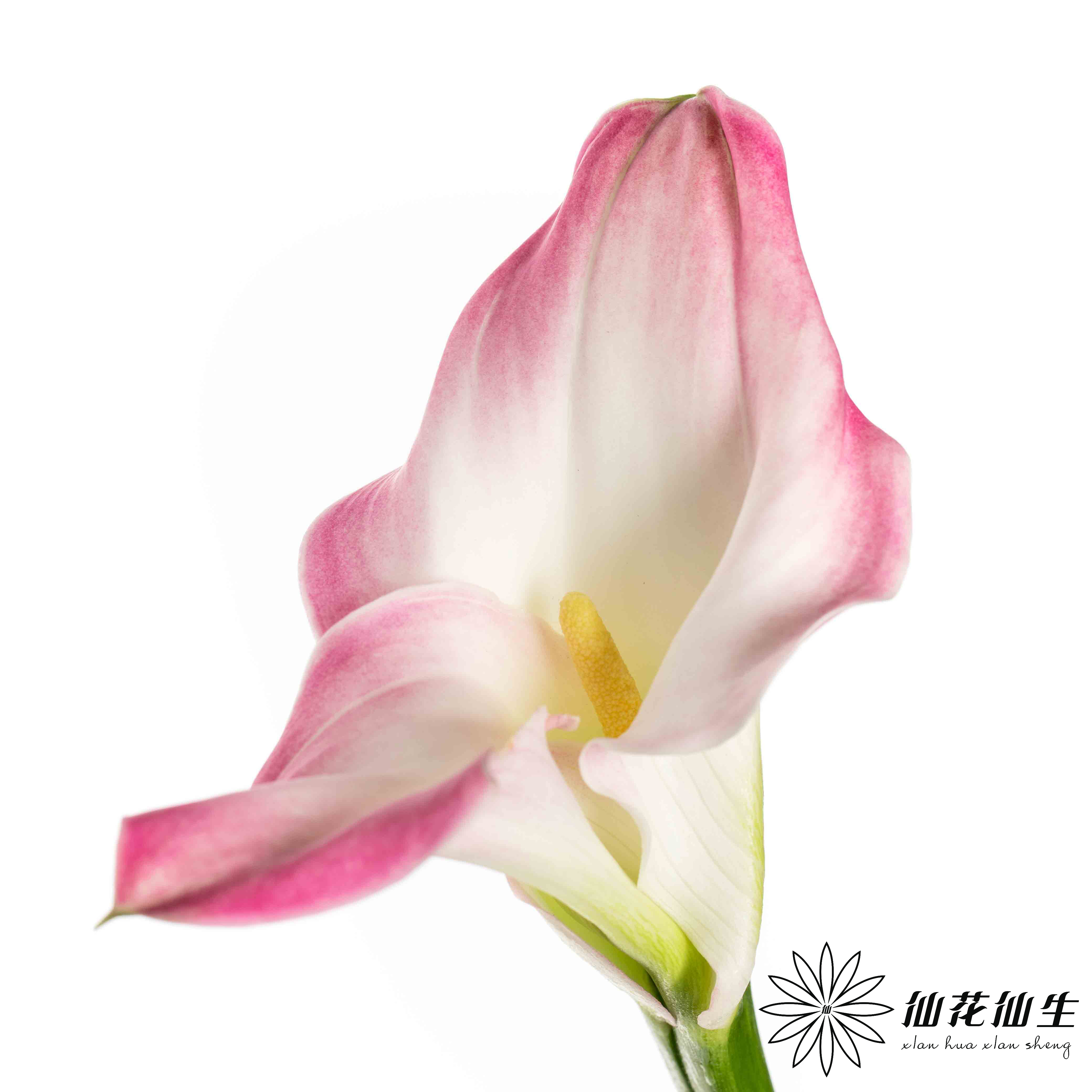 丽江马蹄莲 ｜ 变异粉【轻微压伤不售后，介意慎拍】