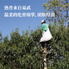 「云南普洱」布朗/易武风味  野生大理种  古树茶 商品缩略图2