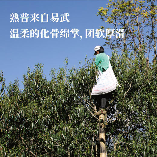 「云南普洱」布朗/易武风味  野生大理种  古树茶 商品图2