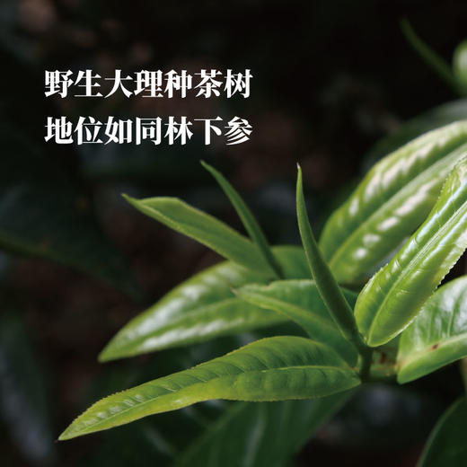「云南普洱」布朗/易武风味  野生大理种  古树茶 商品图3
