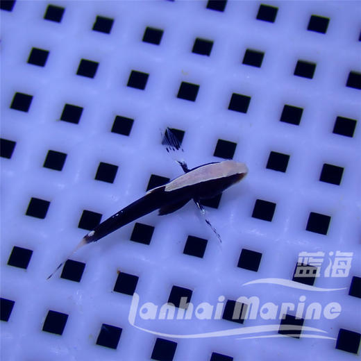 白帽虾虎 商品图7