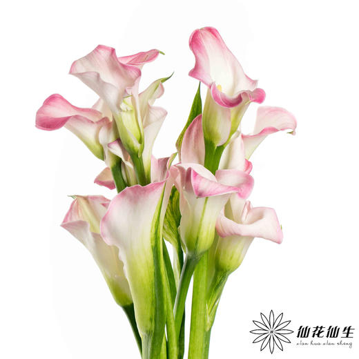丽江马蹄莲 ｜ 变异粉【轻微压伤不售后，介意慎拍】 商品图2