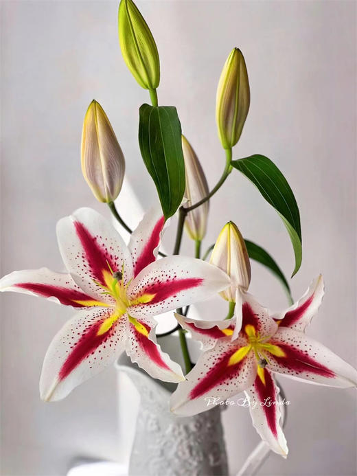 笑脸百合单瓣多头5支 商品图1