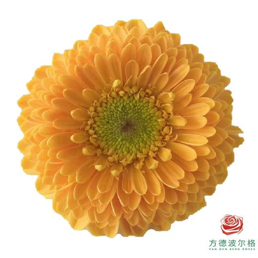 非洲菊 XS 重瓣蜜桃泡泡 10枝一扎 商品图2