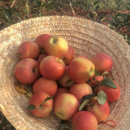 【产地直发包邮】源生—山西磨盘山苹果 商品图3