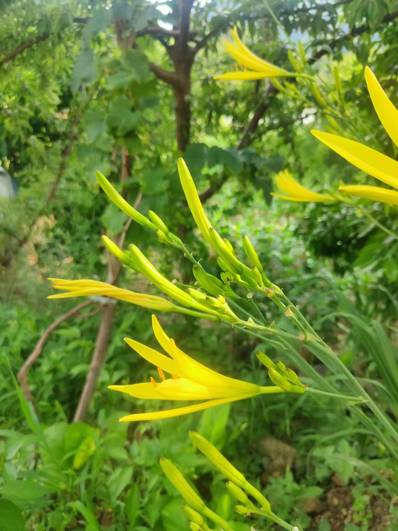 开黄花的植物药材图片