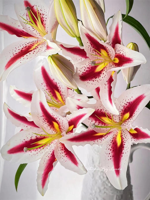 笑脸百合单瓣多头5支 商品图3