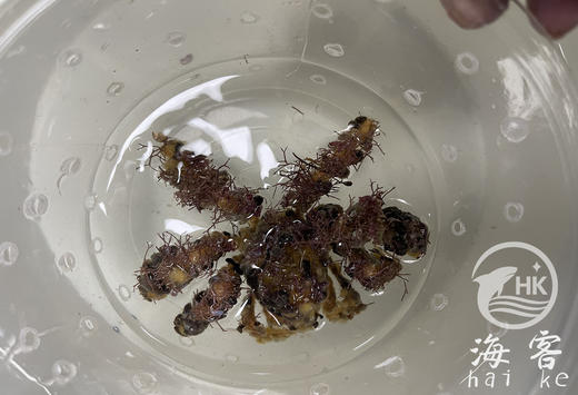 伪装蟹 商品图2