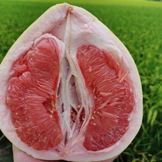 梅州老树三红柚   礼盒装 商品图6