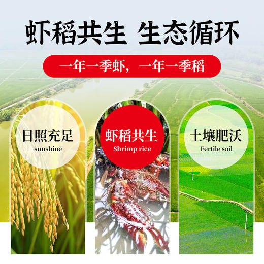 荆裕优选虾稻米新包装5kg 商品图3
