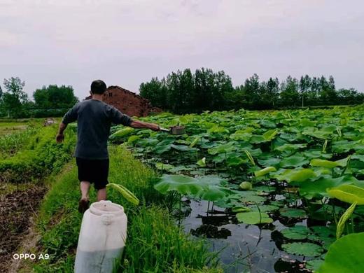 酵素藕、口感爽脆，藕粉，无农化不泡药 每周日发货  || 明月 商品图6
