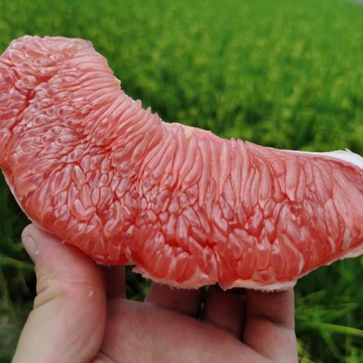 梅州老树三红柚   礼盒装 商品图4