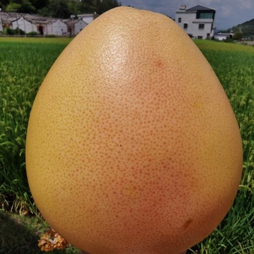 梅州老树三红柚   礼盒装 商品图5